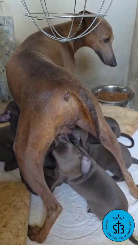 Pequeño Lebrel Italiano perros en venta: PICCOLO LEBREL ITALIANO PEDEGREE (LOE) - Video 1
