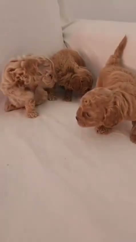 Caniche Toy perros en venta: caniche toy - Video 1