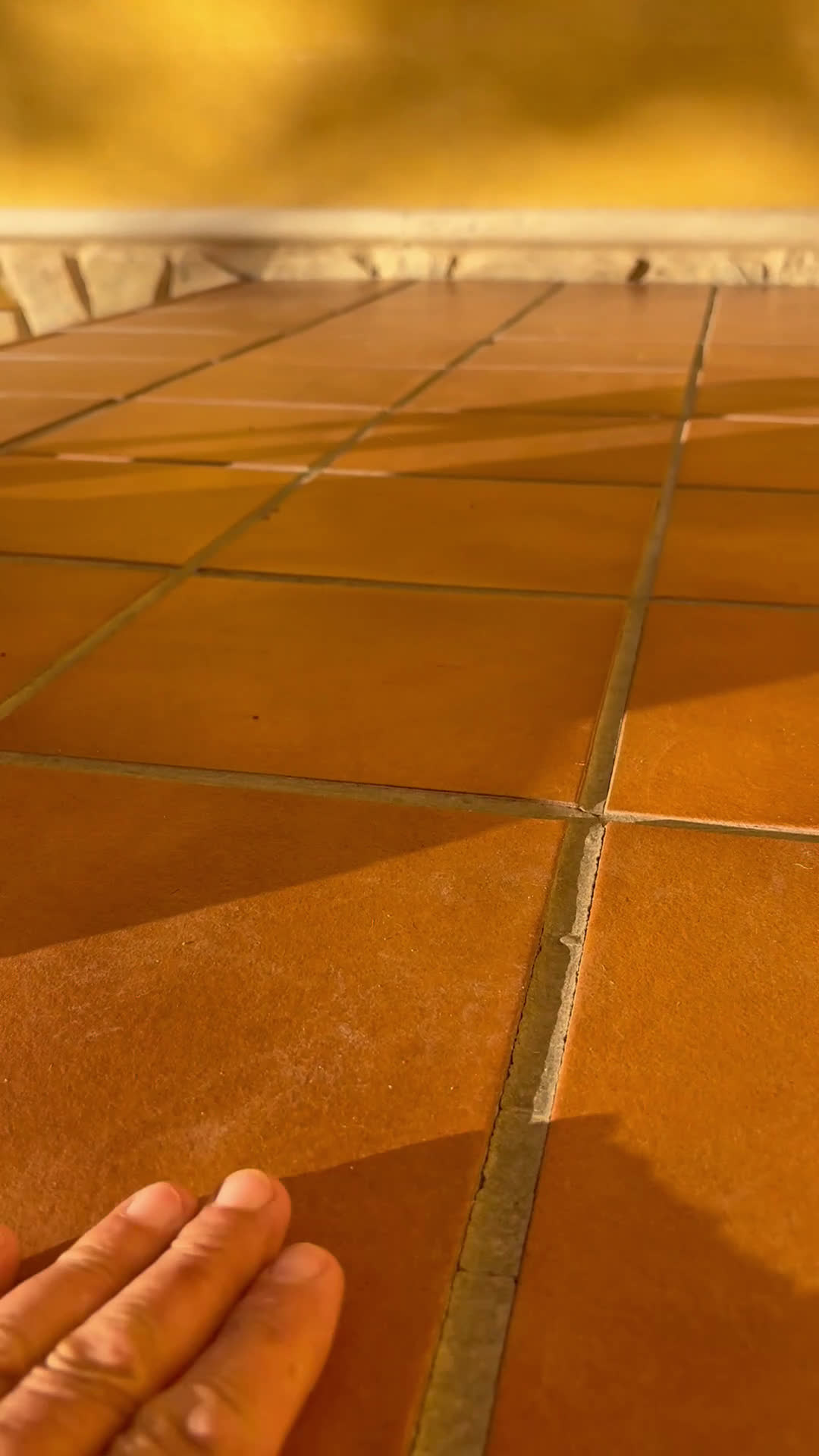 Jack Russell Terrier perros en venta: Cachorro macho de Jack Russell  - Video 1