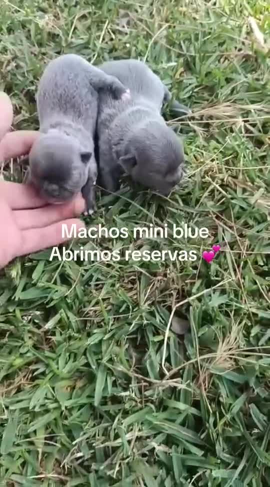 Chihuahua perros en venta: Chihuhuas macho mini  en Sevilla - Video 1