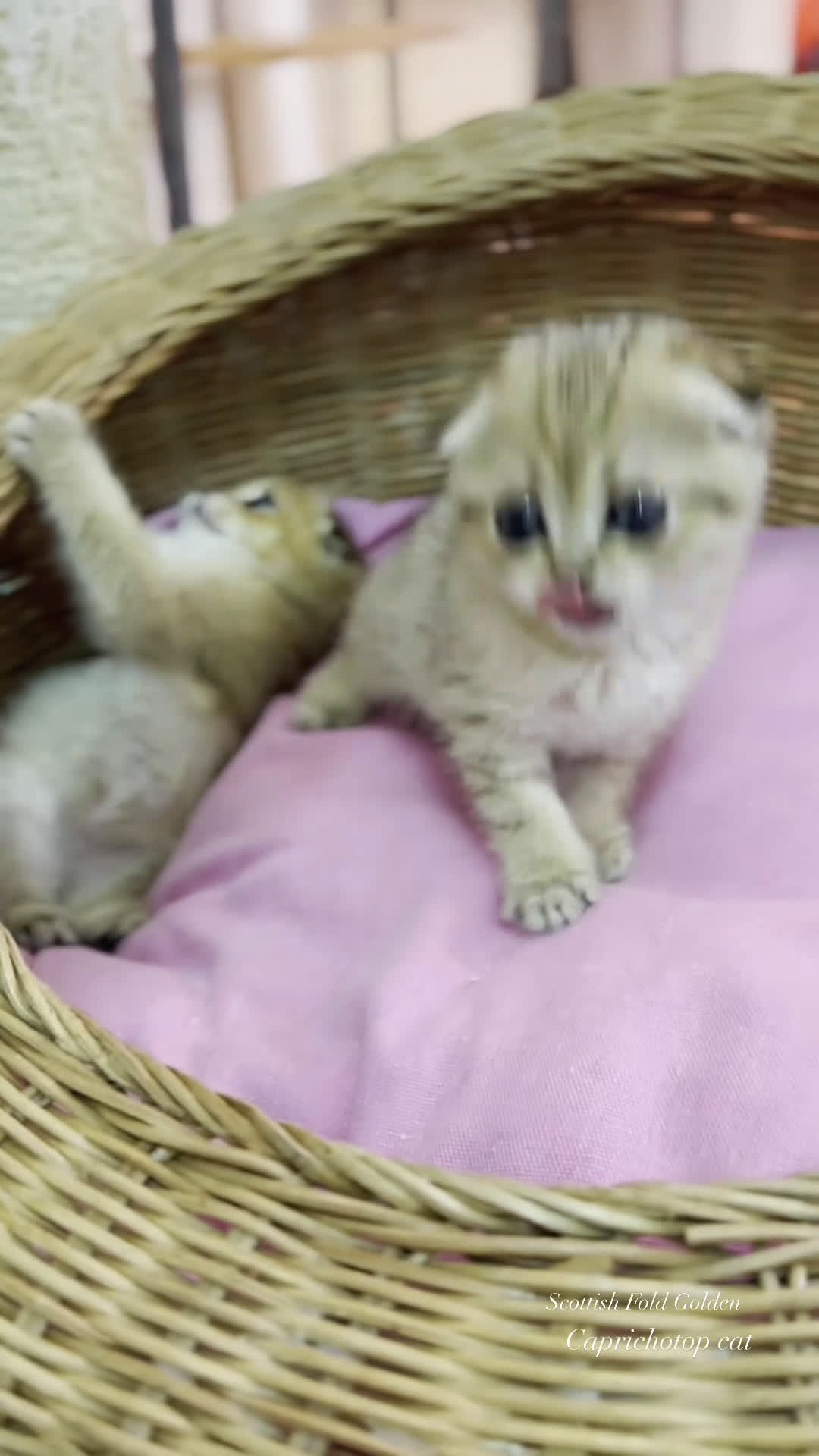 Munchkin gatos en venta: Munchkin gatitos - Video 2