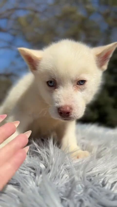 Husky Siberiano perros en venta: ÚLTIMO HUSKY MACHO BLANCO  - Video 1
