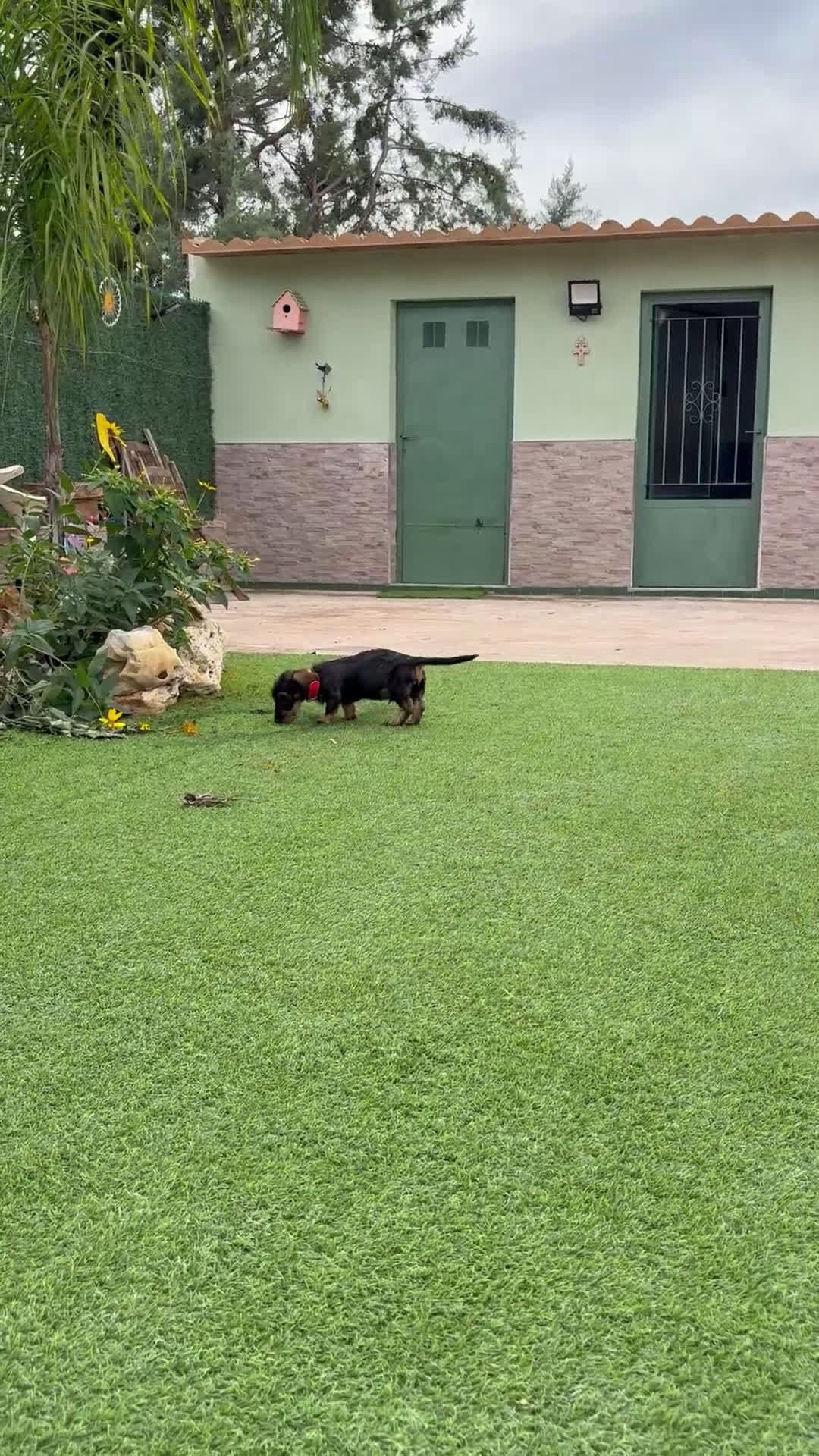 Teckel perros en venta: Disponible preciso teckel pelo duro - Video 1