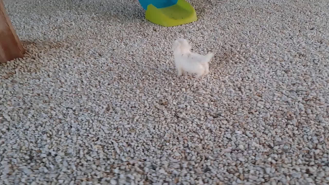 Bichón Maltés perros en venta: Cachorrito Bichon Maltes  - Video 3