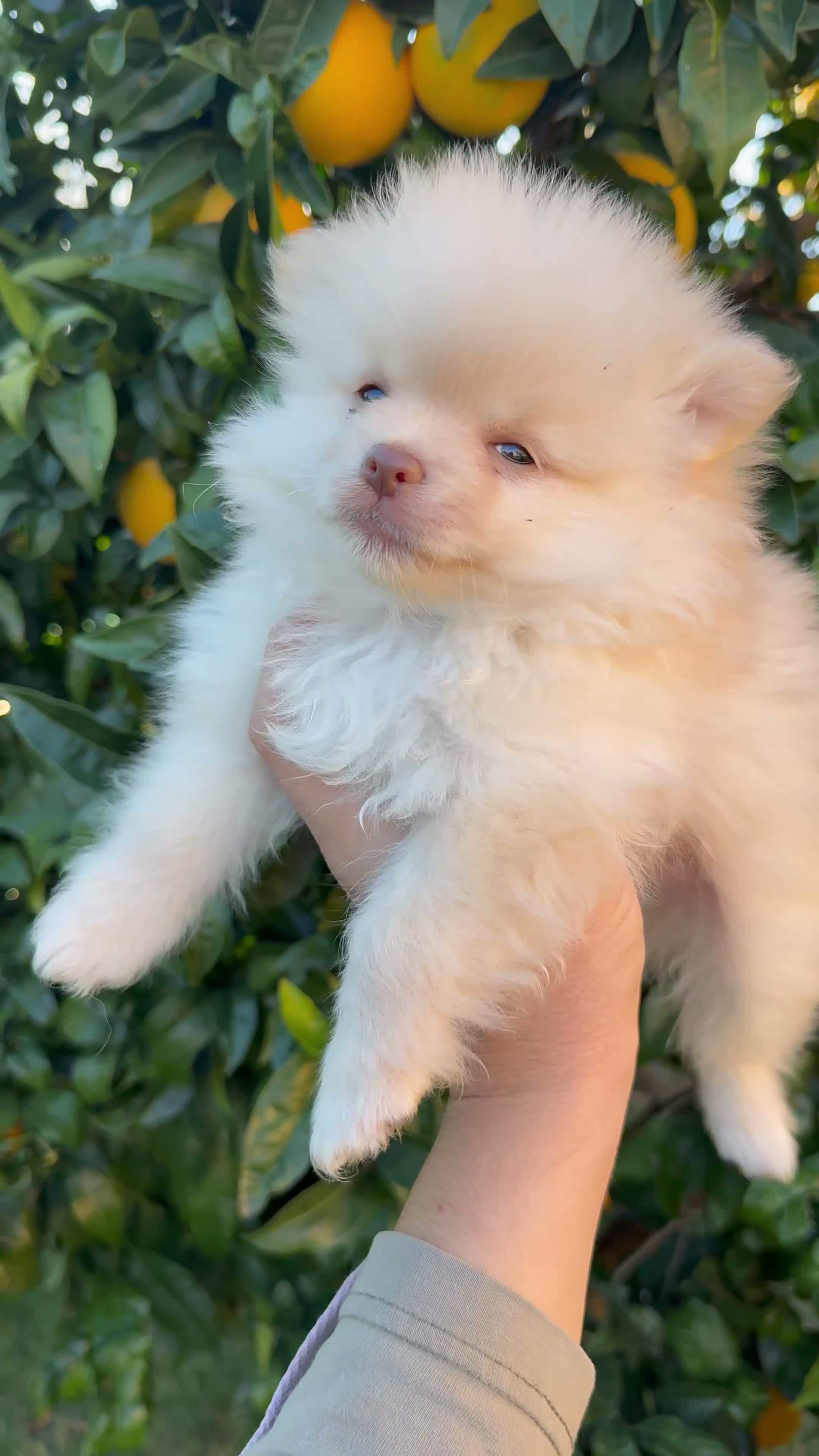 Pomerania perros en venta: Pomerania - Video 1