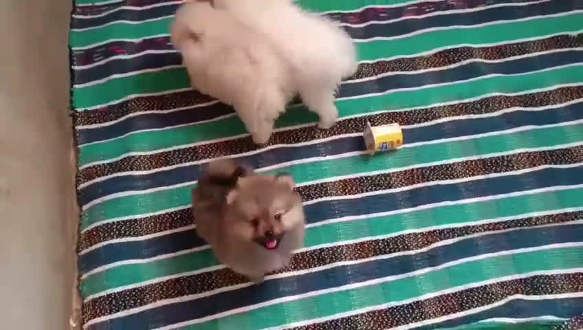 Pomerania perros en venta: Pomeranias toy  - Video 1
