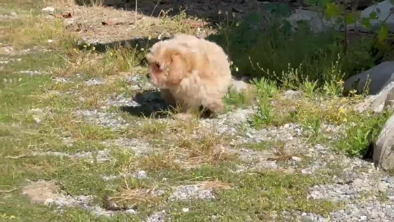 Maltipoo perros en venta: Maltipoo macho - Video 2