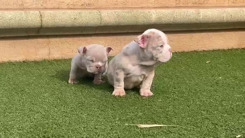 American Bully perros en venta: American Bully  en Illes Balears - Video 1