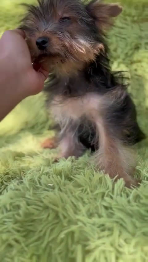 Yorkshire Terrier perros en venta: Yorki mini  - Video 1