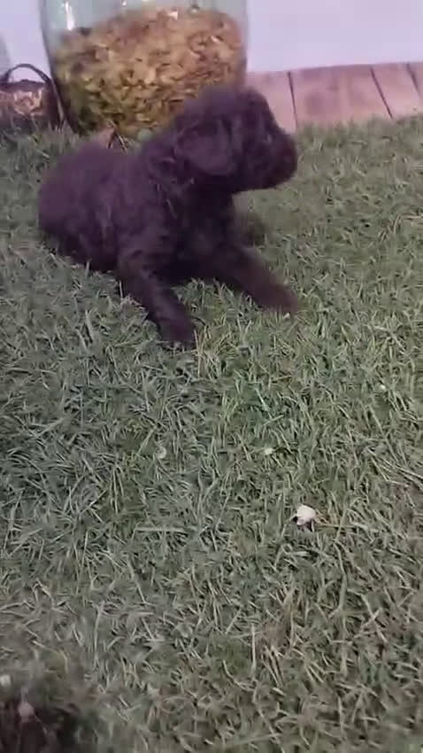 Perro de Agua Español perros en venta: Precioso machito chocolate - Video 2