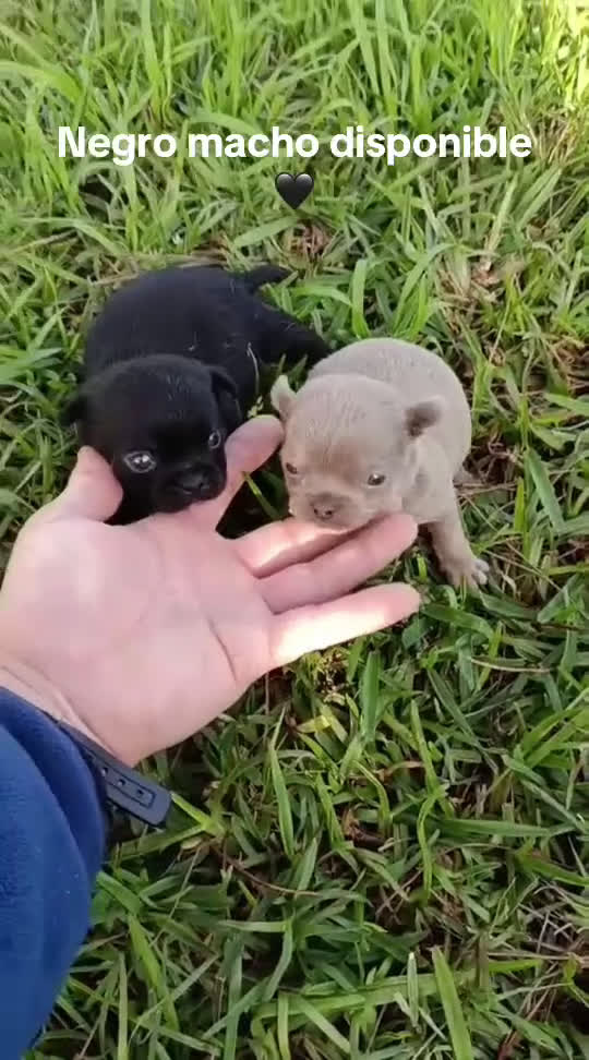 Chihuahua perros en venta: Chihuhuas machos - Video 2