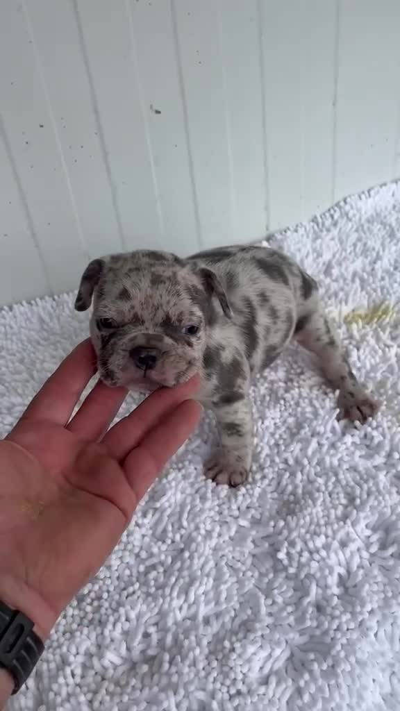 Bulldog Francés perros en venta: Bulldog frances Exotic - Video 2
