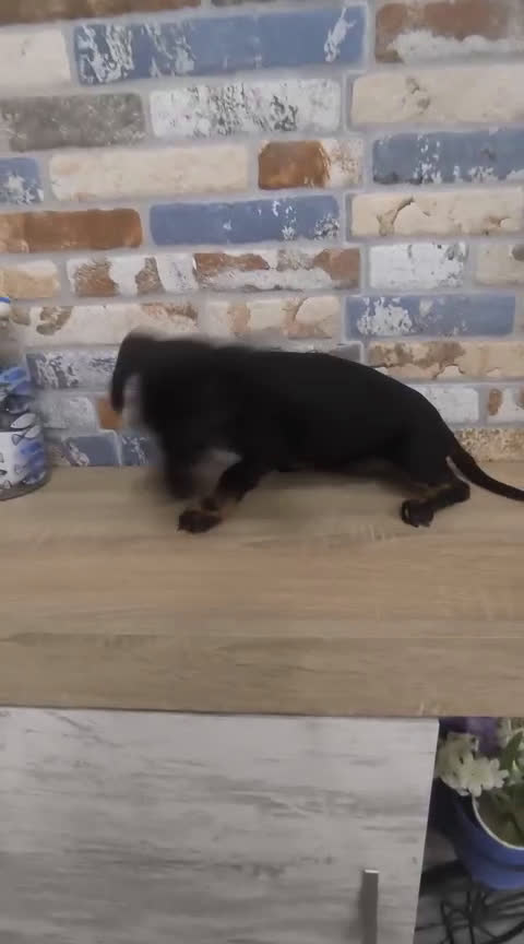 Teckel Miniatura perros en venta: teckel miniatura  - Video 1