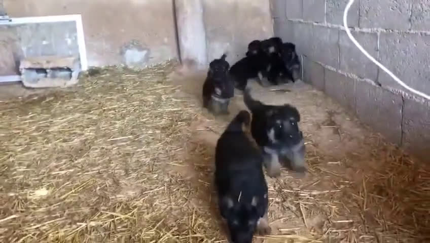 Pastor Alemán perros en venta: CACHORROS PASTOR ALEMAN  en Alicante - Video 1