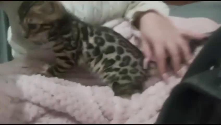 Bengalí gatos en venta: GATOS BENGALÍS  en Madrid - Video 3