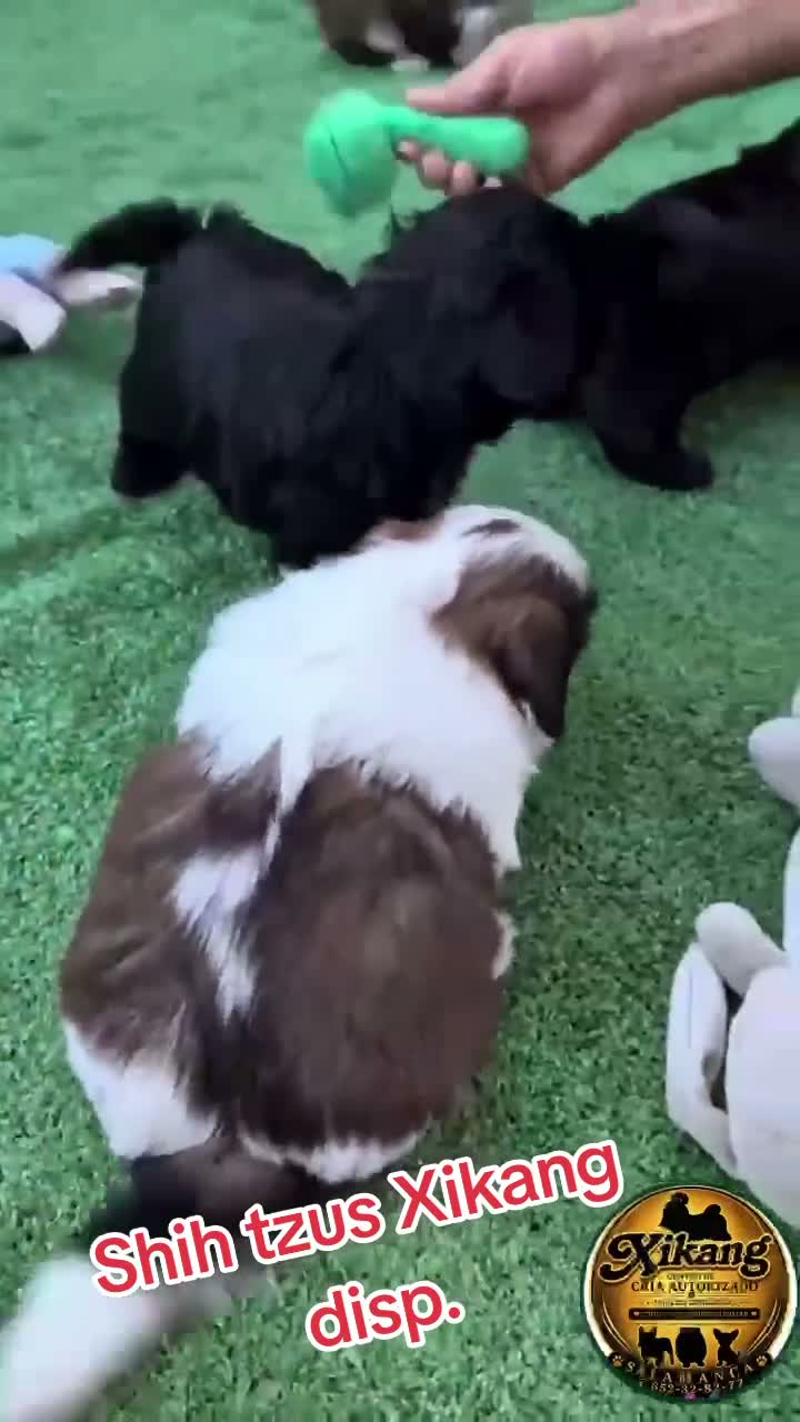Shih Tzu perros en venta: Shih tzus - Video 1