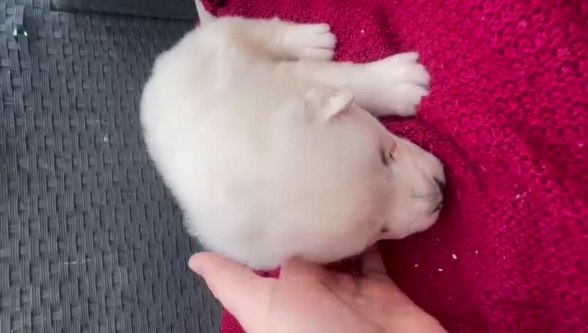 Samoyedo perros en venta: Samoyedos espectaculares bebes  - Video 2