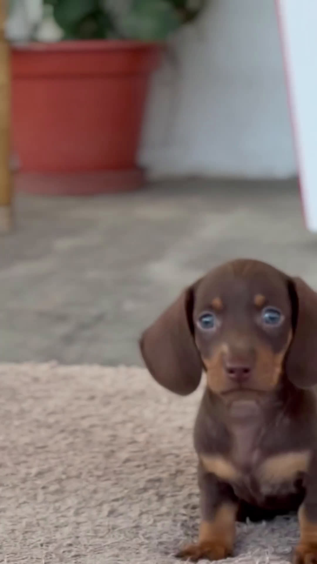 Teckel Miniatura perros en venta: 💥🐶 Compactos y peligrosos 🚀 - Video 1
