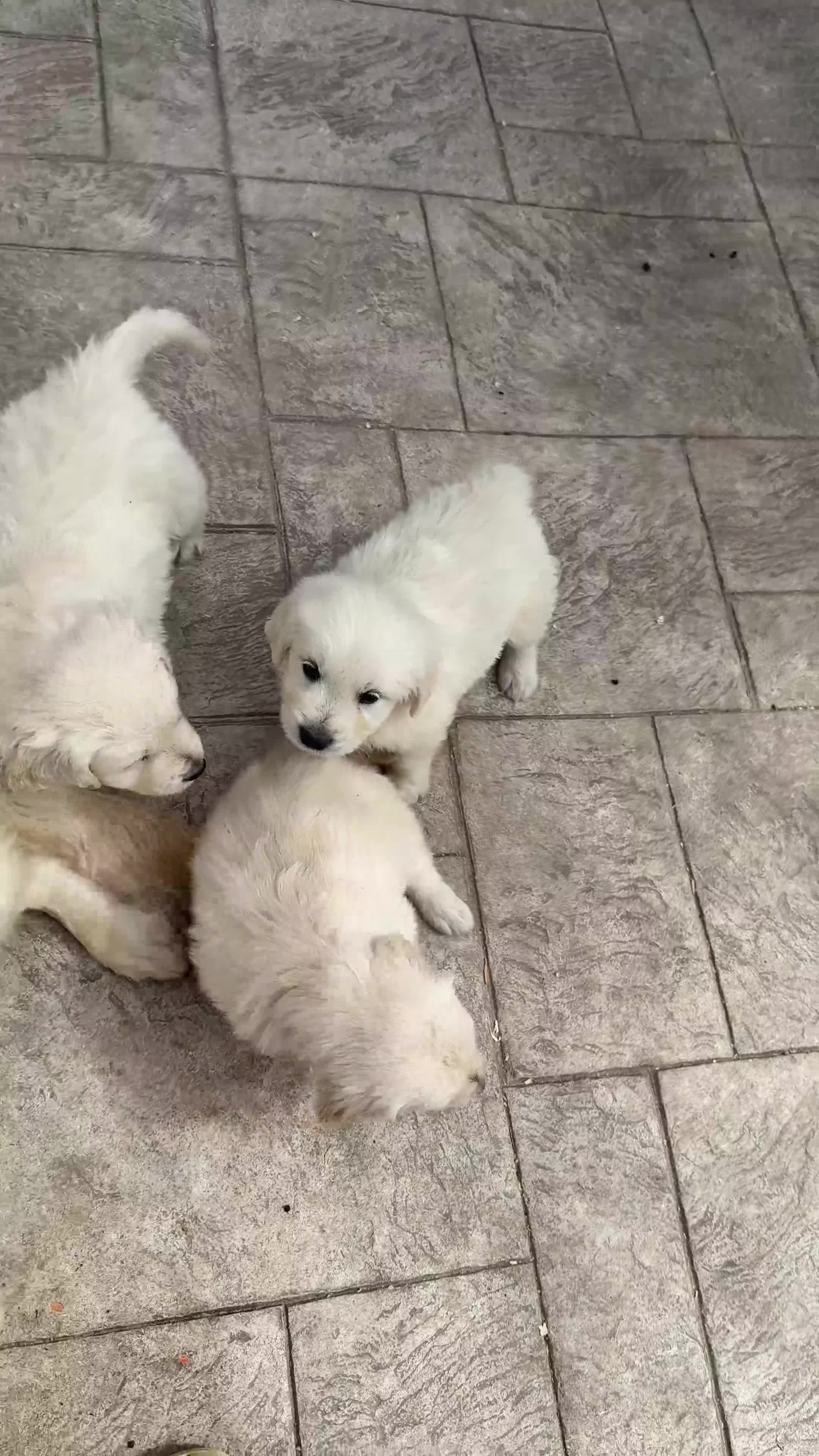 Golden Retriever perros en venta: GOLDEN RETRIEVER - Video 2