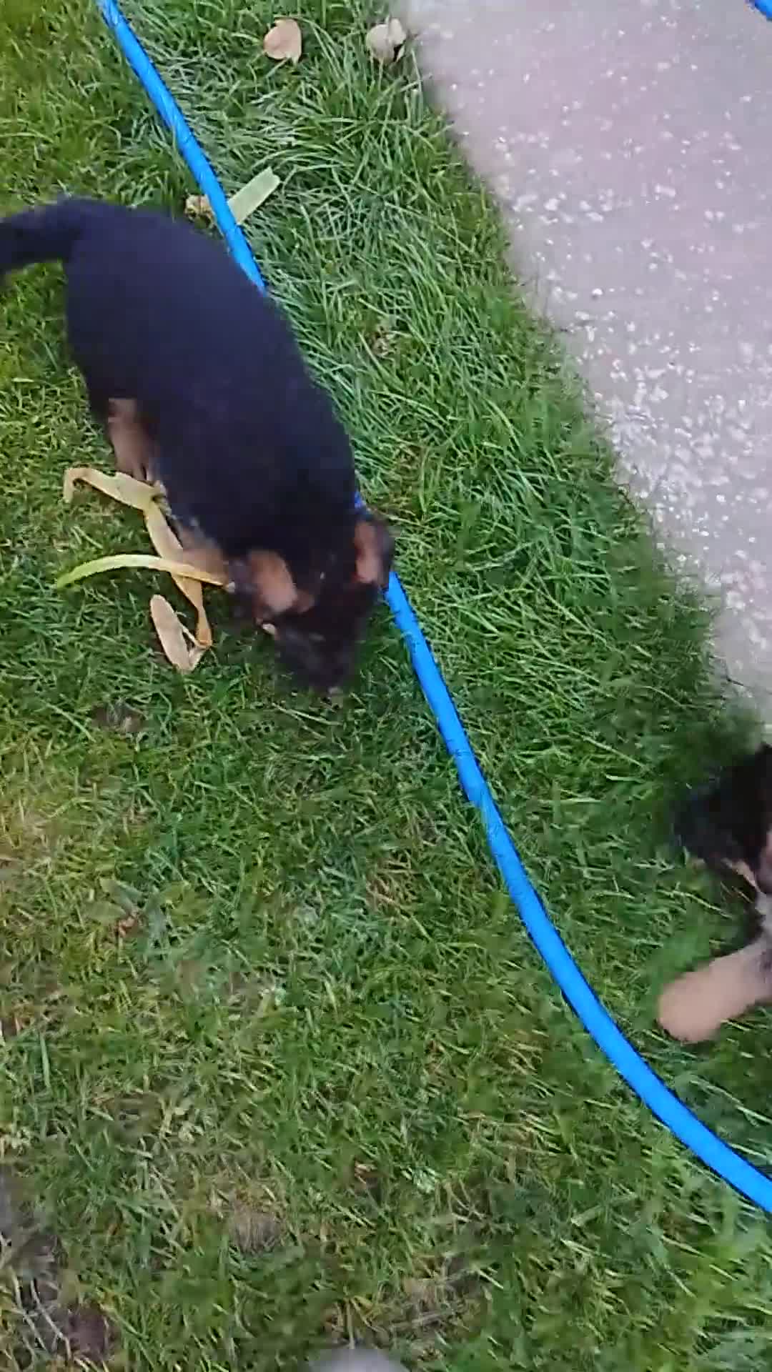 Pastor Alemán perros en venta: Cachorros de pastor alemán. - Video 1
