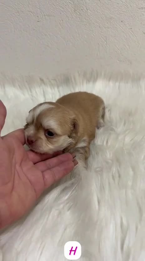 Chihuahua perros en venta: CHIHUAHUA MINI TOY PELO LARGO  - Video 1