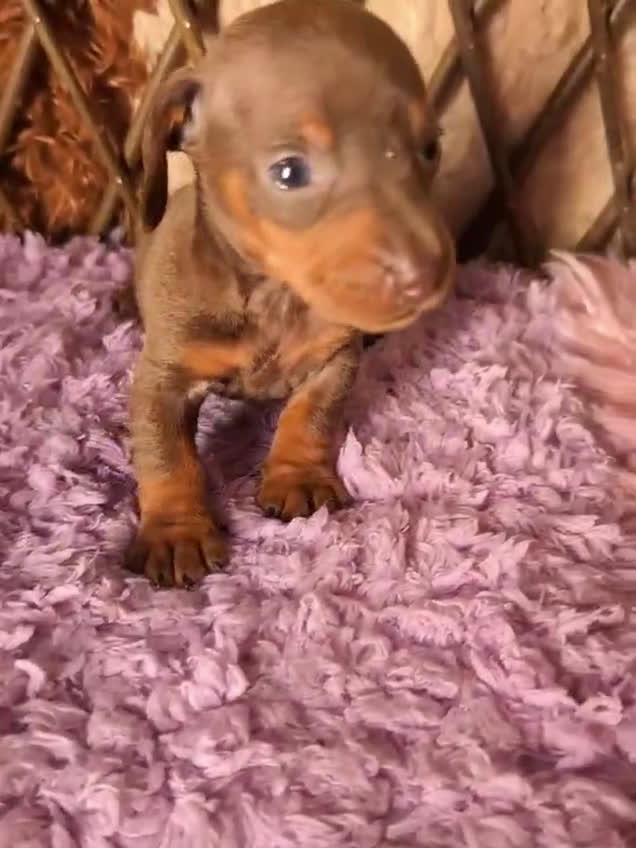 Teckel perros en venta: 🌟Tekel Arlequín y Negros fuego🌟 - Video 1