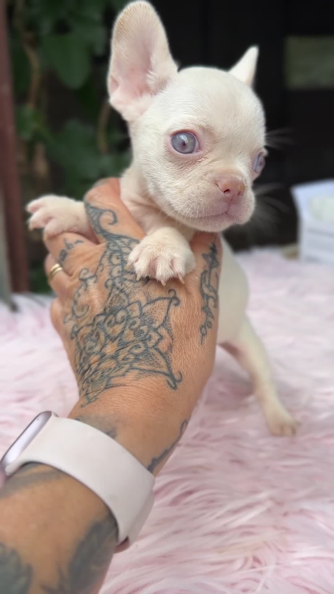 Bulldog Francés perros en venta: Bulldog francés ojos azules  - Video 2