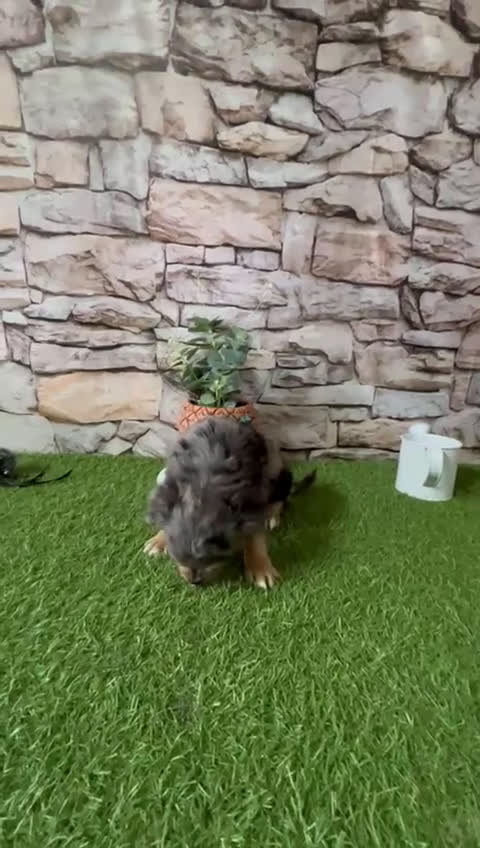 Chihuahua perros en venta: CHIHUAHUA EXÓTICO PELO LARGO - Video 1