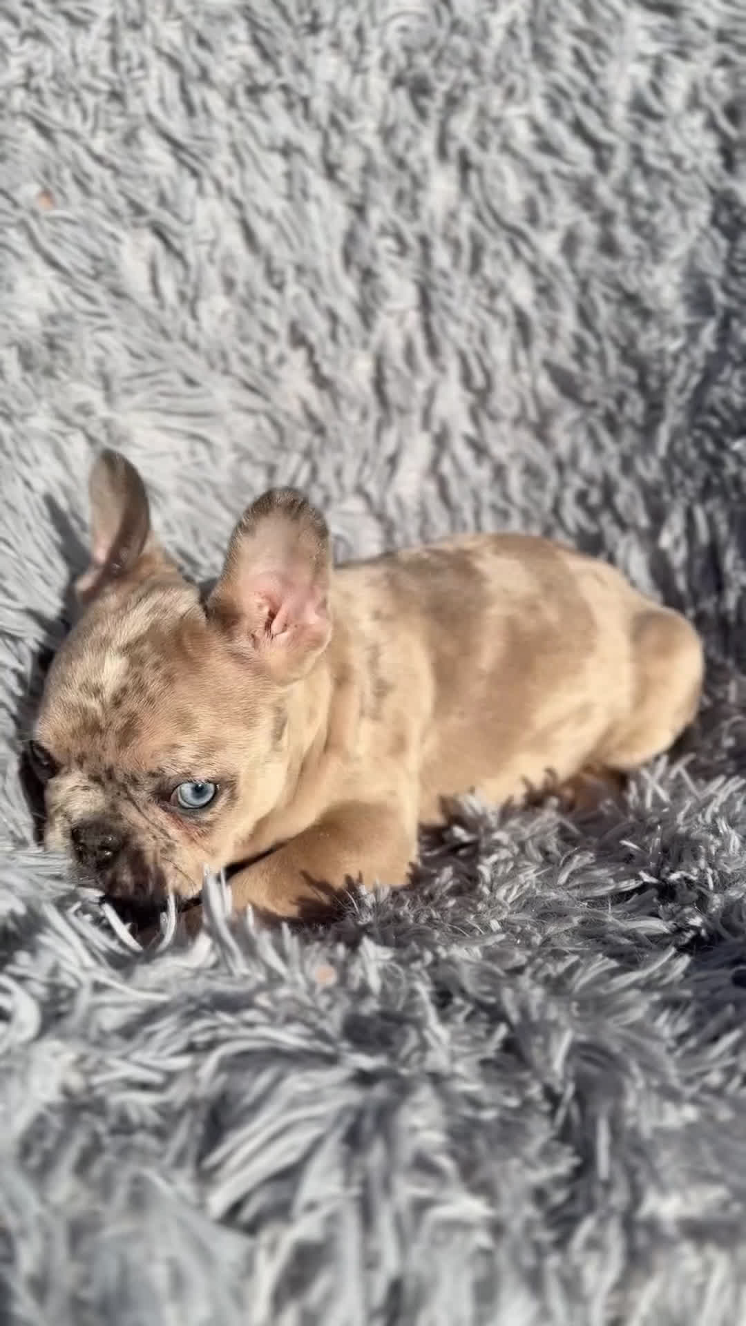 Bulldog Francés perros en venta: Bulldog macho Merle Lilac  - Video 1