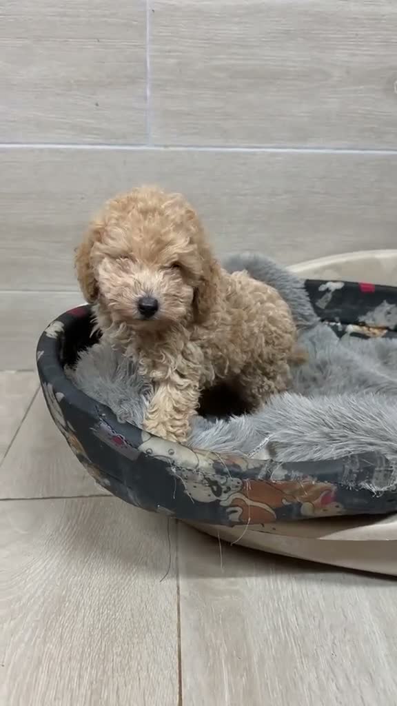 Caniche Toy perros en venta: Caniche Toy garantizado  - Video 1