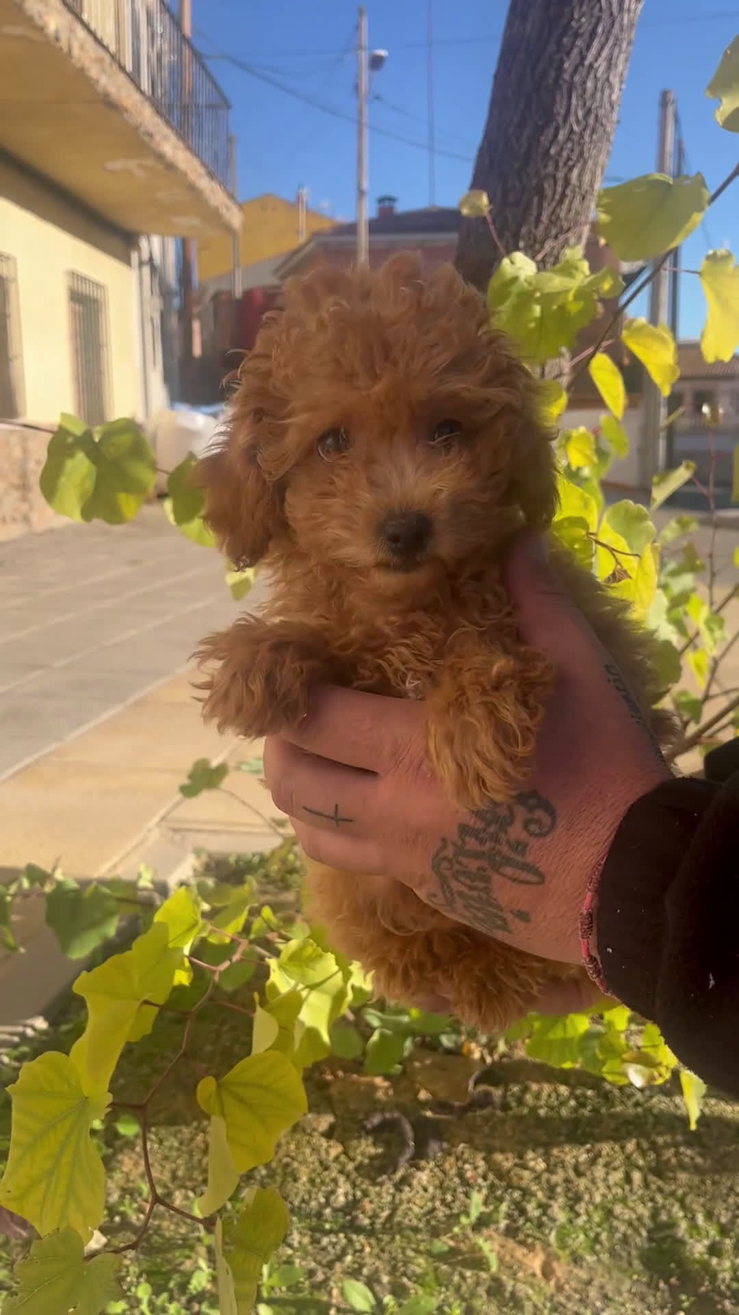 Caniche Toy perros en venta: Caniche toy  - Video 1