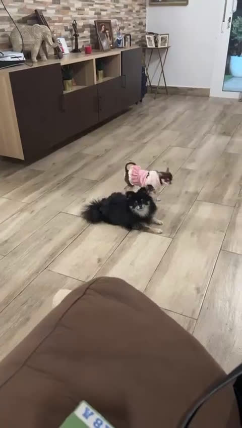 Pomerania perros en venta: Pomerania miniatura  - Video 2