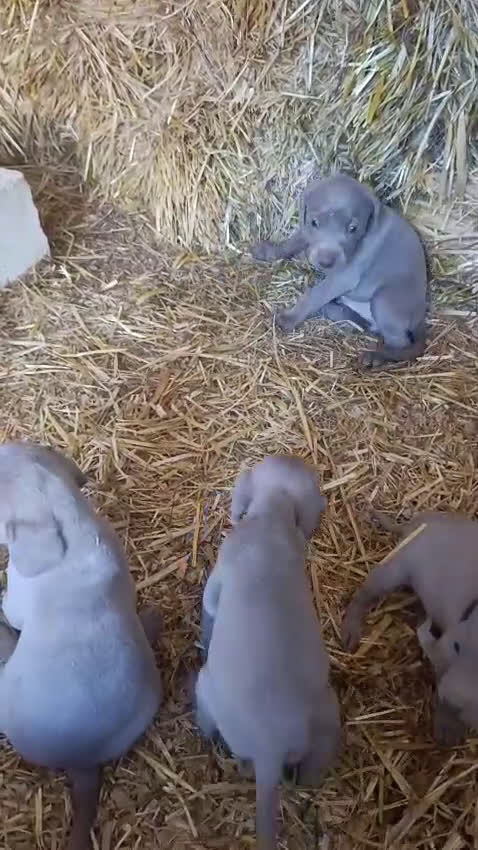 Weimaraner perros en venta: Bracos de Weimar Alta Calidad . Increíbles  - Video 1