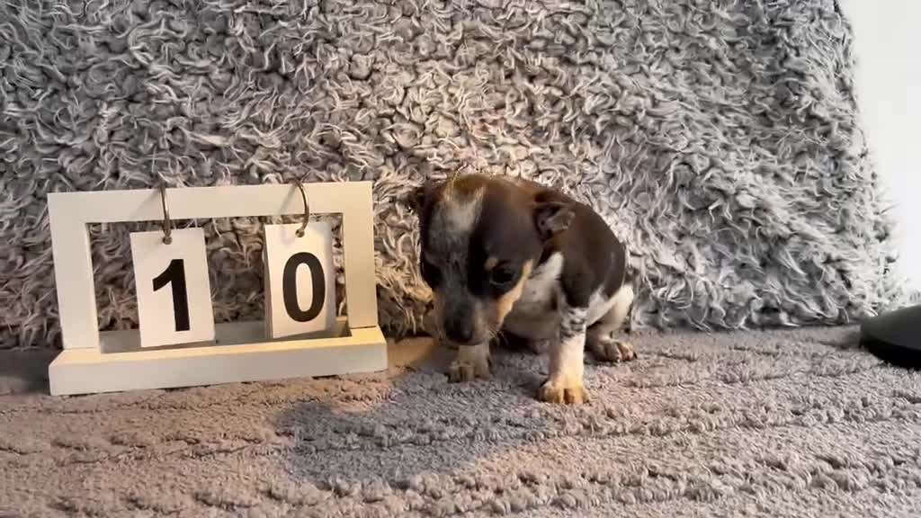 Chihuahua perros en venta: Chihuahua macho tricolor  - Video 1