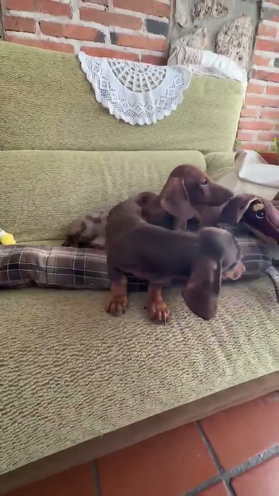 Teckel Miniatura perros en venta: Cachorros teckel  - Video 1