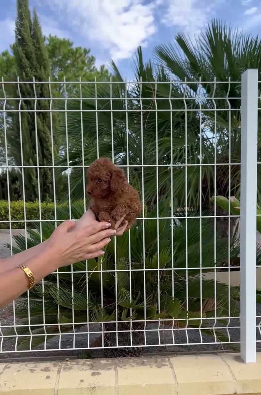 Caniche Toy perros en venta: CANICHE TOY ROJA HEMBRA  - Video 1