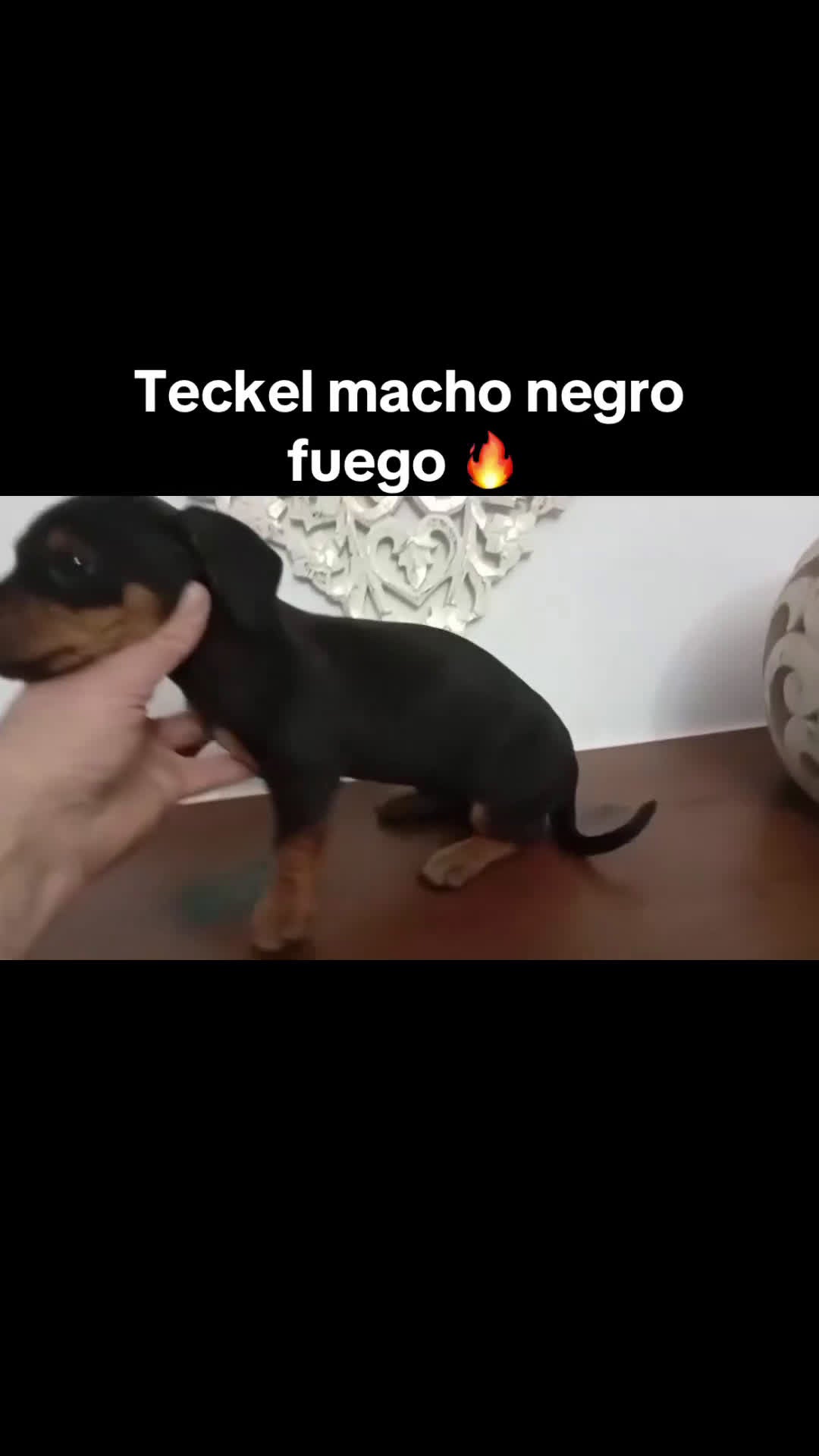 Teckel perros en venta: Teckel  - Video 1
