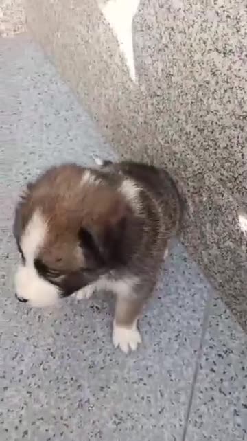 Border Collie perros en venta: Bordér collie  - Video 5