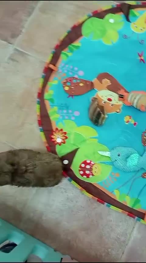 Caniche Toy perros en venta: Precioso caniche Toy Apricot/Rojo - Video 1