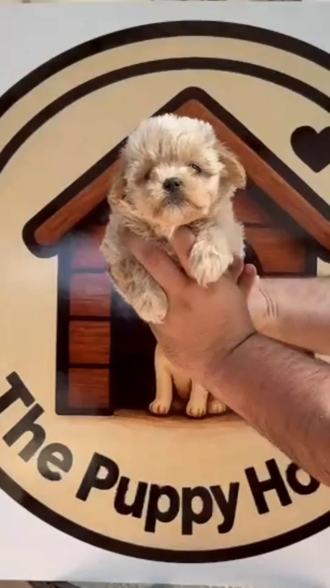 Maltipoo perros en venta: Maltipoo - Video 2