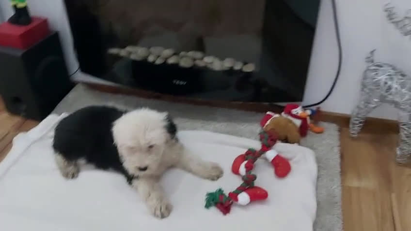 Antiguo Perro de Pastor Inglés - Bobtail perros en venta: Cachorros de Bobtail  - Video 3