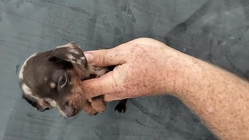 Teckel Miniatura perros en venta: Teckel kaninchen  - Video 2