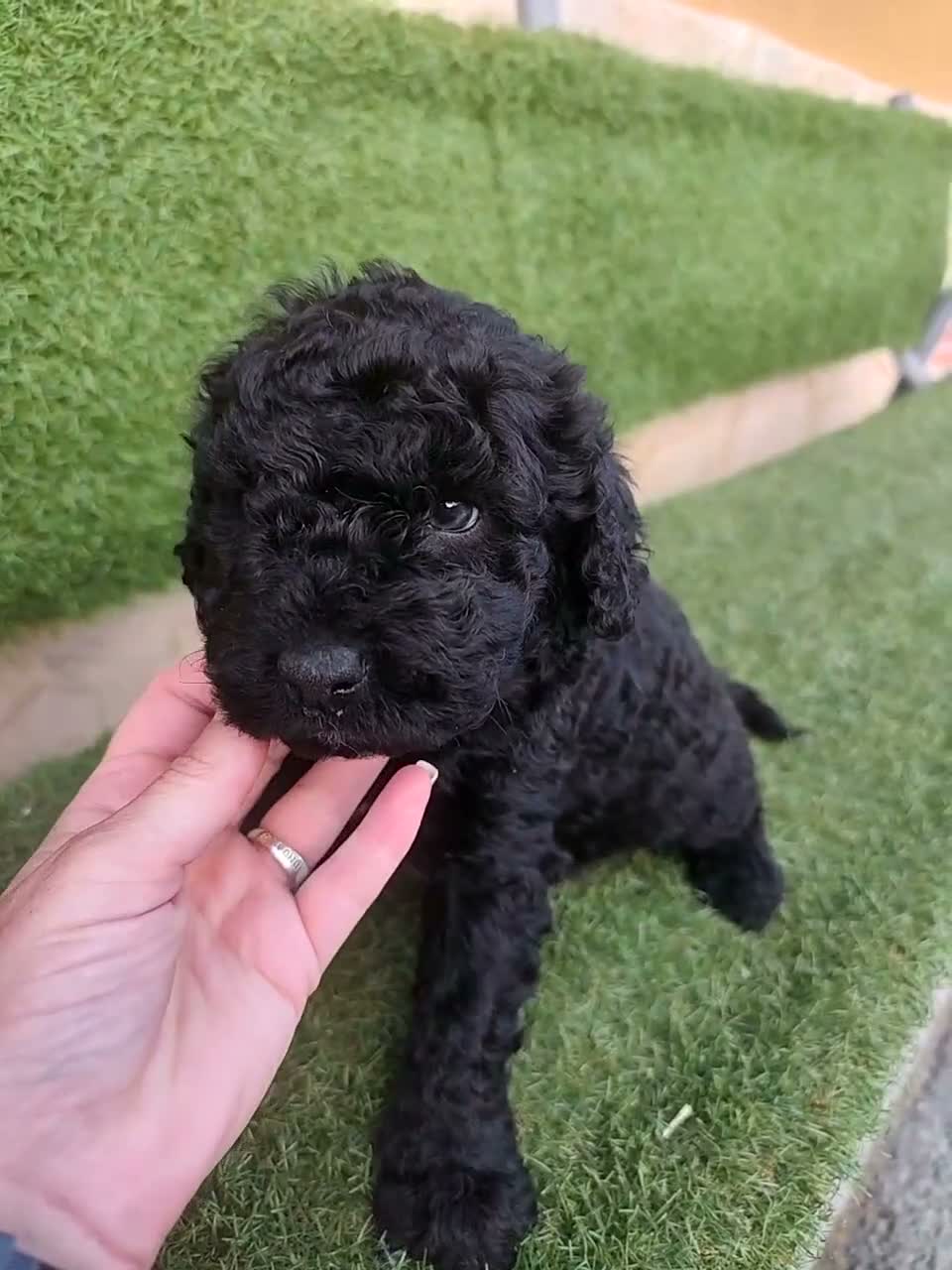 Perro de Agua Español perros en venta: Ultimo Cachorro 🖤 en Madrid - Video 2