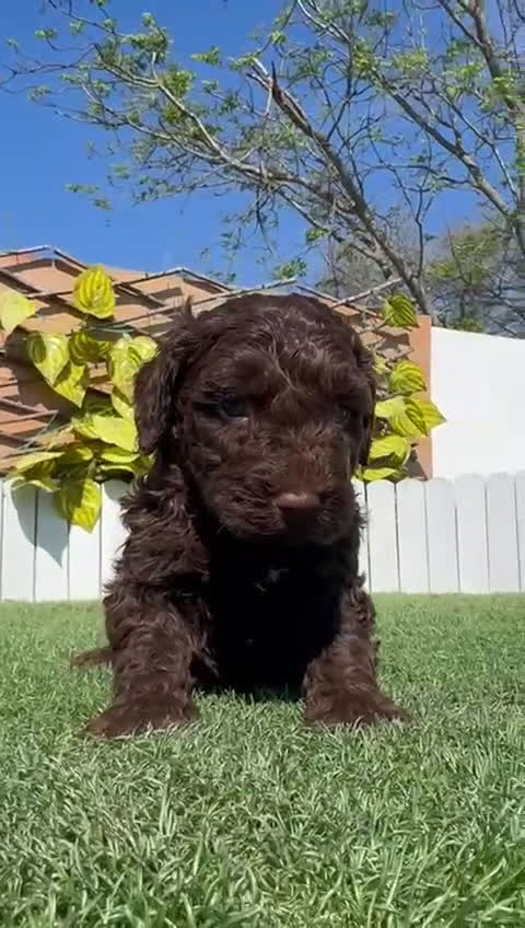 Perro de Agua Español perros en venta: PERRO DE AGUA - Video 2