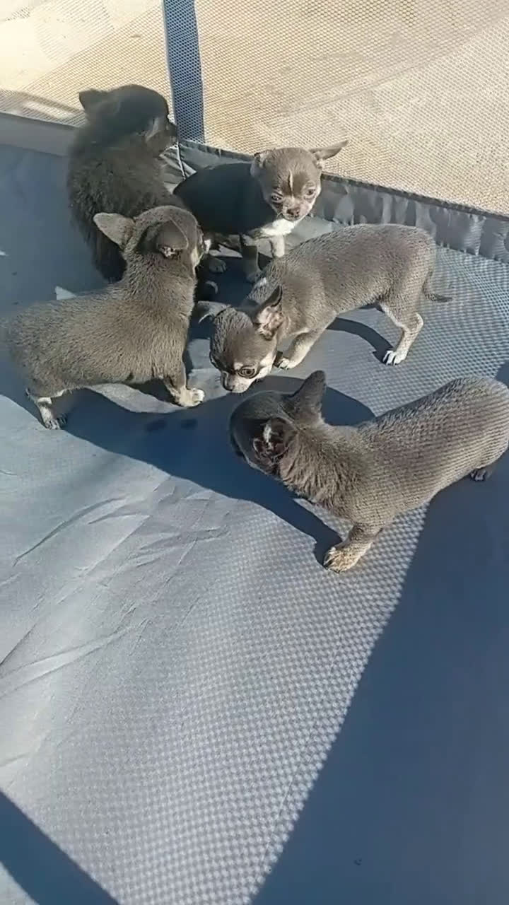 Chihuahua perros en venta: ‼️‼️Chihuahuas muy cariñosos tamaño mini  - Video 1