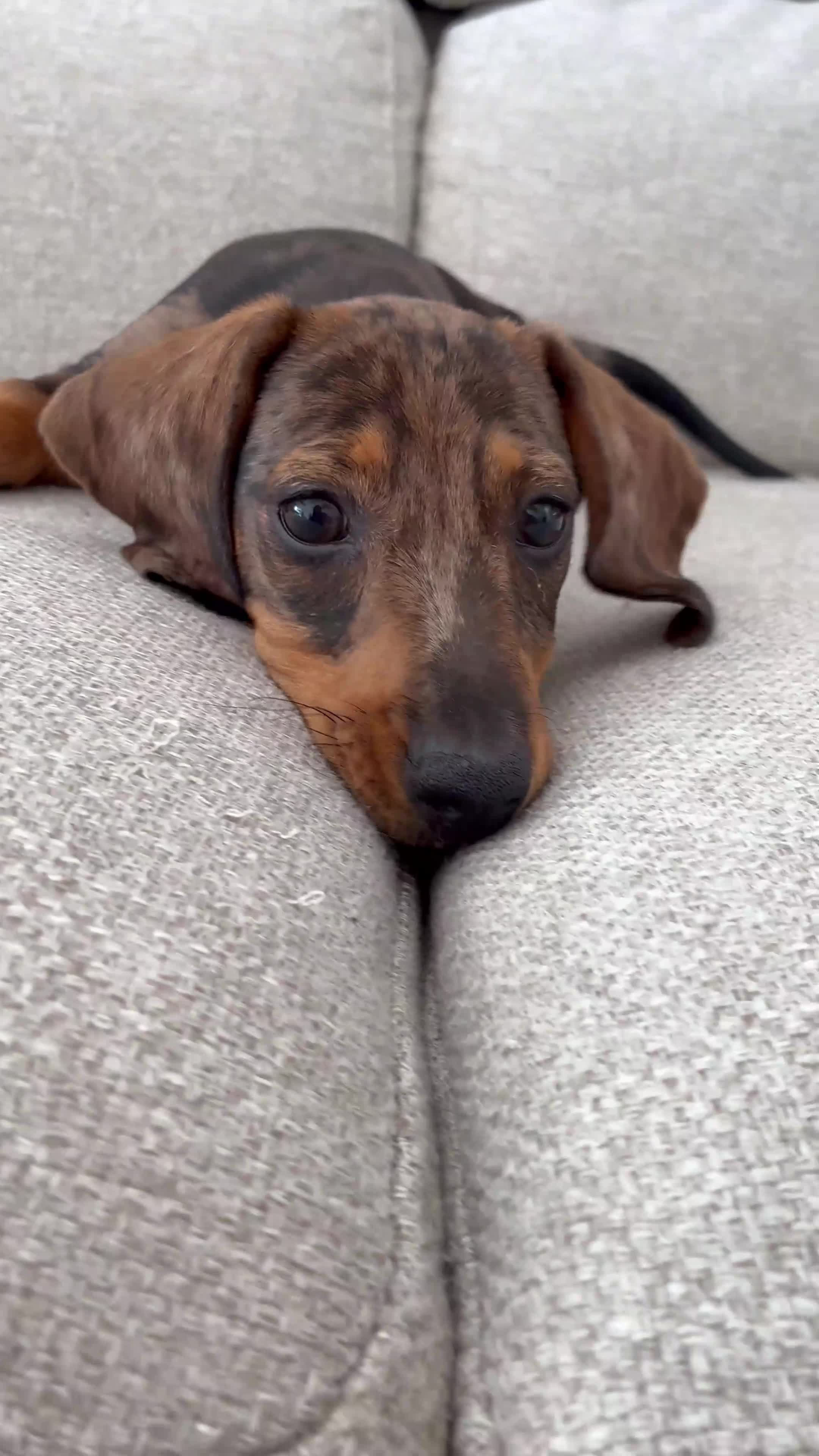 Teckel perros en venta: Teckle arlequín - Video 1
