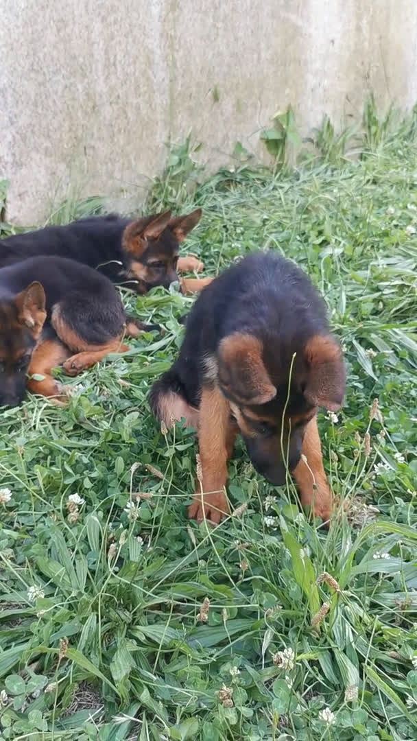 Pastor Alemán perros en venta: Cachorras pastor alemán, pedigre en Pontevedra - Video 2