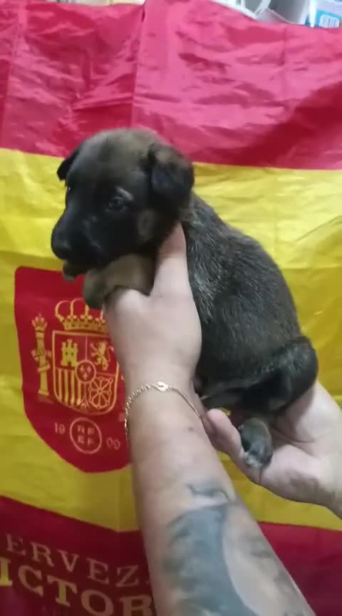 Pastor Belga Malinois perros en venta: Pastor belga malinois Machos - Video 2