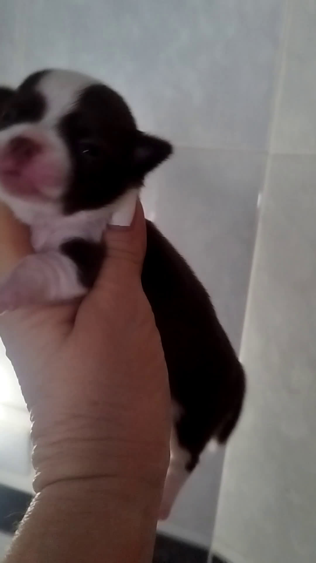 Chihuahua perros en venta: CHIHUAHUA TOY MACHO CALIDAD - Video 1