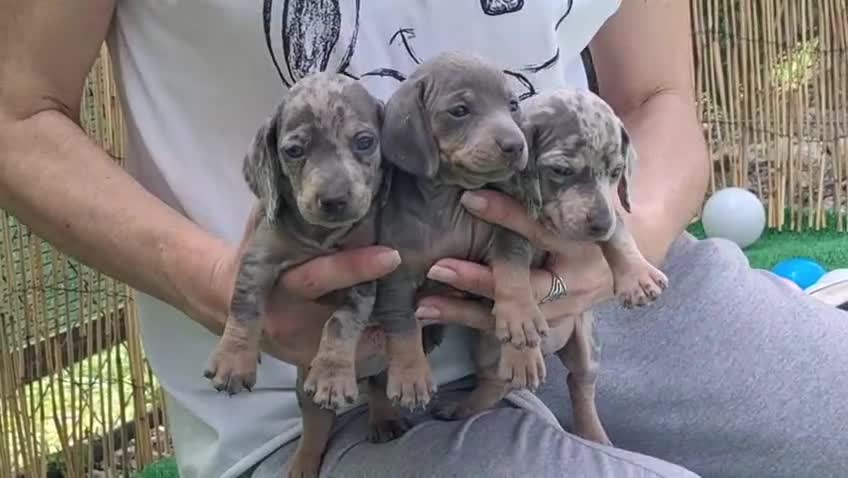 Teckel Miniatura perros en venta: Teckel miniatura - Video 1